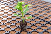 CANNA rootplugs3.jpg