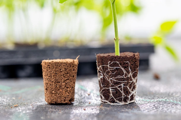 CANNA rootplugs4.jpg