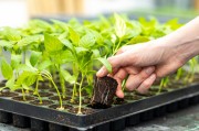 CANNA rootplugs5.jpg