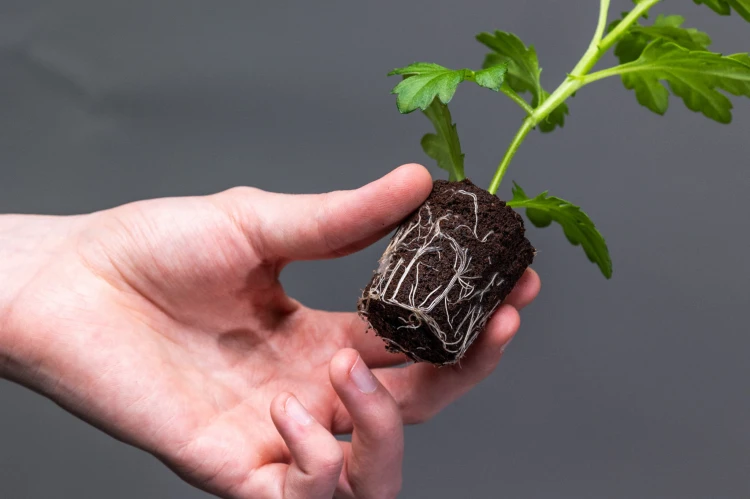 CANNA rootplugs1.jpg