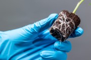 CANNA rootplugs2.jpg