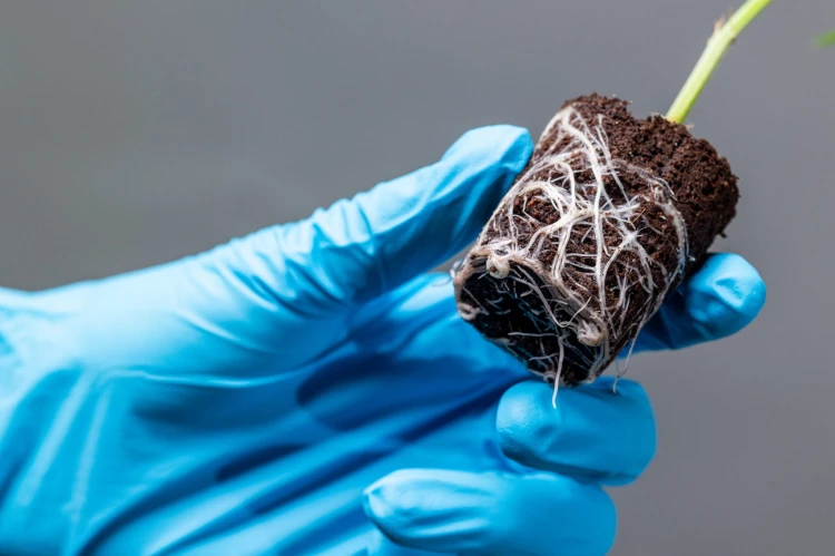 CANNA rootplugs2.jpg